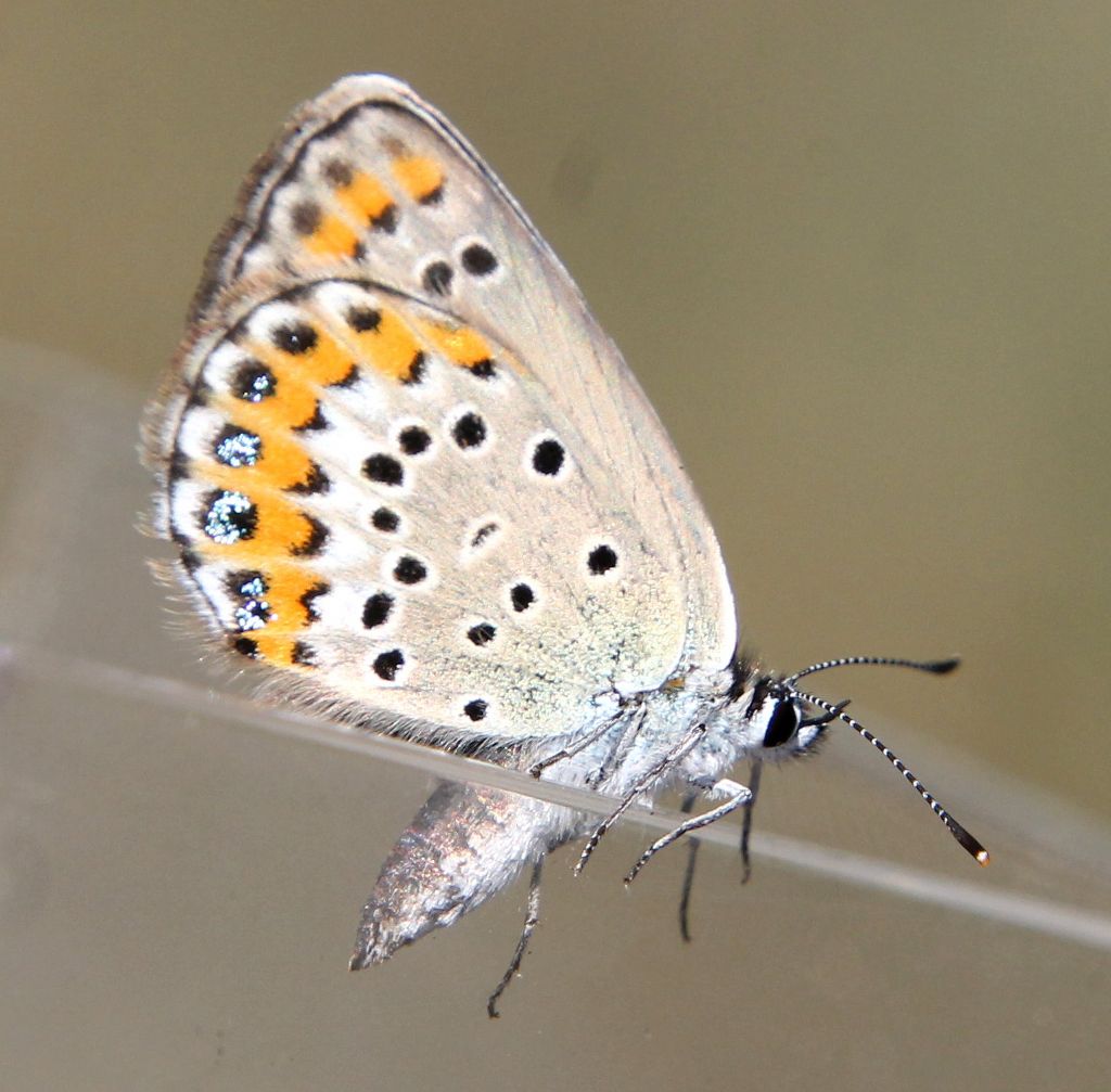 Plebejus argyrognomon?  No, Plebejus argus